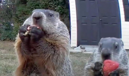 土拨鼠视频,揭秘神秘动物的生活习性